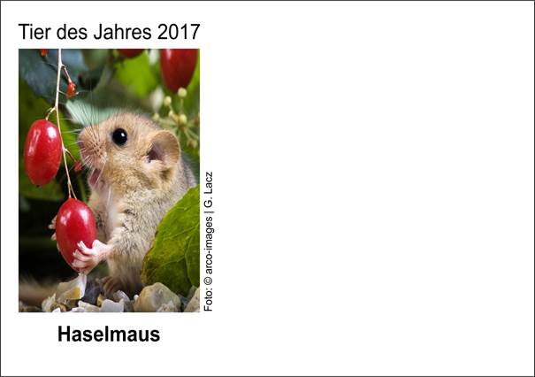 2017 UM Haselmaus