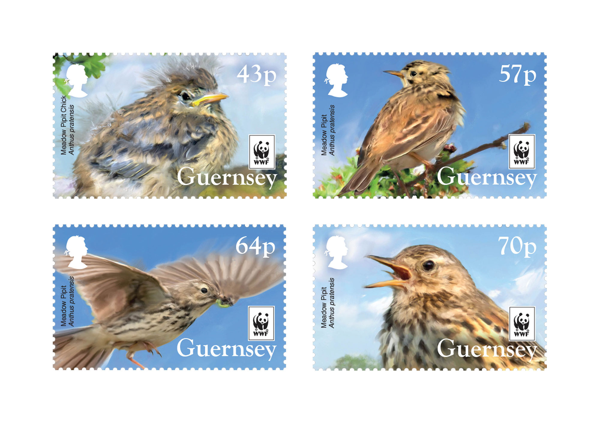 2017 WWFMeadow Pipit Set of 4